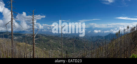 Panoramablick über Ghost Bäume aus der Aspen Fire (17. Juni 2003), Tucson und umliegenden Berge vom Gipfel des 9.000 ft Stockfoto