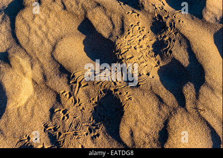 Die Spuren der einen Waran auf einer Küste Wüste Sanddüne. Stockfoto