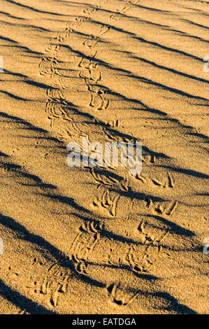 Vogel-Fußabdrücke überqueren die wellige Oberfläche einer einsamen Sanddüne. Stockfoto