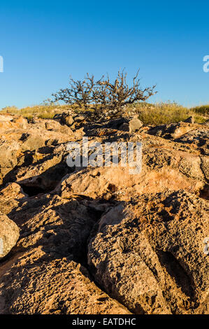 Eine alte erodierte Kalkstein Riff der Backen Wüste Sonne ausgesetzt. Stockfoto