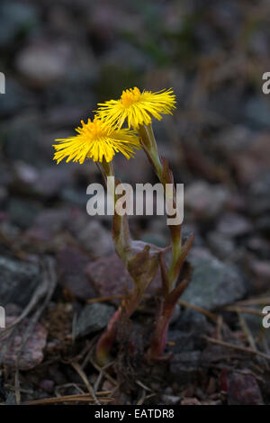 Huflattich / Pestwurz (Tussilago Farfara) in Blüte Stockfoto