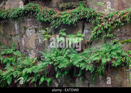 Gemeinsamen Bracken / Bremse / eagle Farn (Pteridium Aquilinum) wächst in Felswand Stockfoto