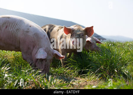 Schweine auf dem Rasen Stockfoto