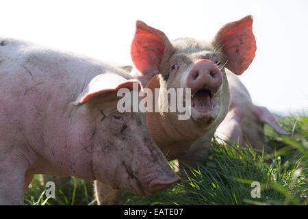 Schweine auf dem Rasen Stockfoto