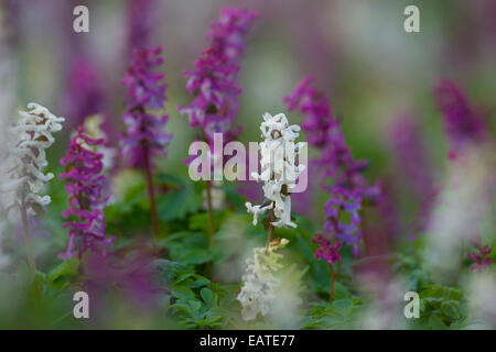 Bauchige Corydalis / Holewort / hohl Lauch / hohle Wurzel / hohl Würze (Corydalis Cava / Corydalis Bulbosa) blüht im Wald Stockfoto