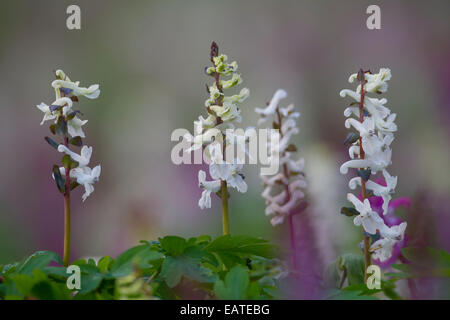 Bauchige Corydalis / Holewort / hohl Lauch / hohle Wurzel / hohl Würze (Corydalis Cava / Corydalis Bulbosa) blüht im Wald Stockfoto