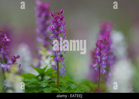 Bauchige Corydalis / Holewort / hohl Lauch / hohle Wurzel / hohl Würze (Corydalis Cava / Corydalis Bulbosa) blüht im Wald Stockfoto