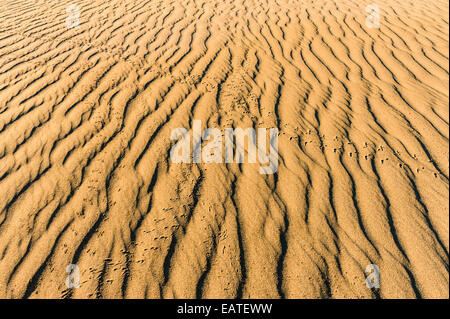 Reptilien und Vögel Spuren kreuzen die wellige Oberfläche einer Sanddüne. Stockfoto