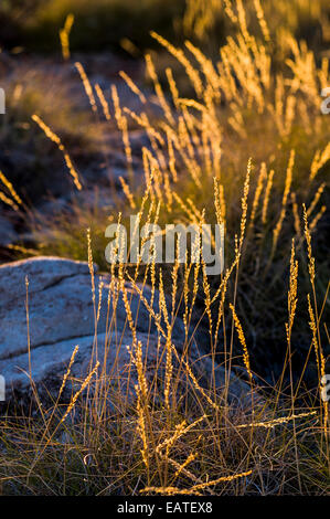 Dämmerung leuchtet die Samenköpfe eine Wüste Spinifex-Grasland. Stockfoto