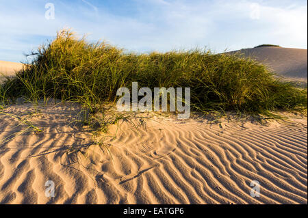 Grass Grasbüschel stabilisieren windigen Küsten Wüste Sanddünen bei Sonnenuntergang. Stockfoto