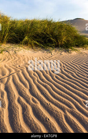 Grass Grasbüschel stabilisieren windigen Küsten Wüste Sanddünen bei Sonnenuntergang. Stockfoto