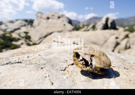 Einem bedrohten westlichen Teich Schildkrötenpanzer, Actinemys Marmorata, von einer Antenne Raubtier gefressen. Stockfoto