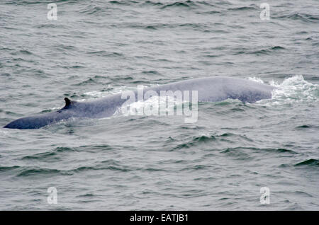 Eine vom Aussterben bedrohte Blauwal Balaenoptera Musculus, seine Rückseite und Fin. Stockfoto