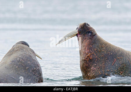 Zwei vernarbte männlichen Walross, Odobenus Rosmarus im Wasser zu schonen. Stockfoto