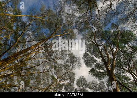 Gelben bellte Akazien, auch bekannt als Fieber Bäume, Acacia Xanthophloea. Stockfoto