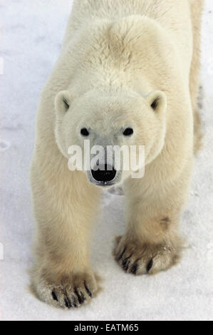 Ein Eisbär Ursus Maritimus in der gefrorenen Hudson Bay. Stockfoto