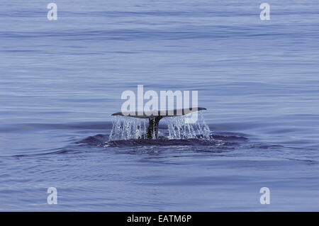 Ein Pottwal, Physeter Macrocephalus, wirft seine Fluke wie es taucht. Stockfoto