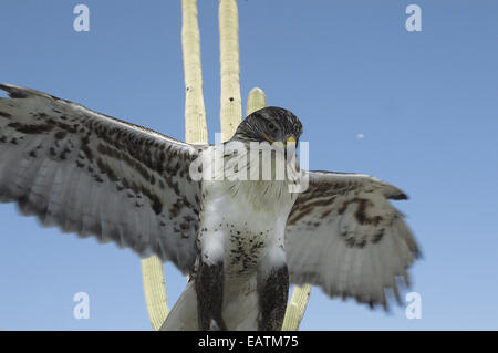 Ein eisenhaltiger Falke, Buteo Regalis, Landung. Stockfoto
