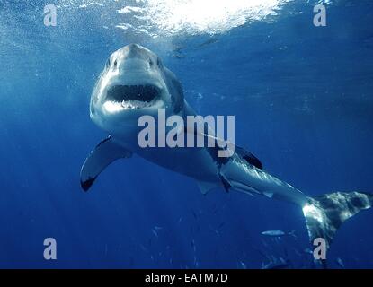 Ein großer weißer Hai, Carcharadon Carcarias, schwimmen. Stockfoto