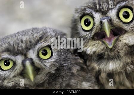 Ein Porträt von zwei kleinen Eulen, Athene Noctua. Stockfoto