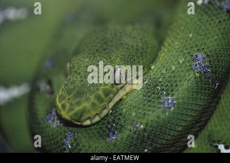 Eine aufgerollte Smaragd Baum Boa, Corallus Caninus. Stockfoto