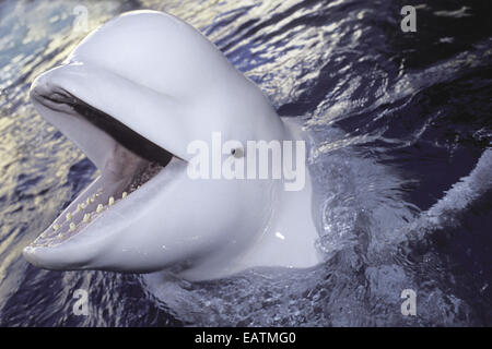 Porträt von Beluga-Wal, Delphinapterus Leucas. Stockfoto