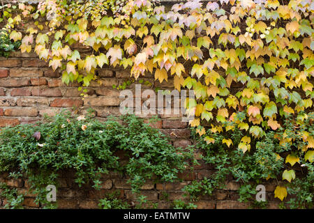 Alte Mauer mit gelben Efeu und grünen Pflanzen bedeckt Stockfoto