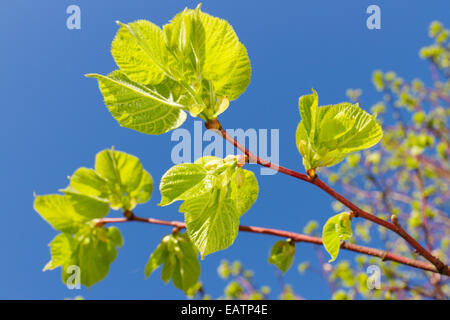 neue grüne Blätter von Linde im Frühling Stockfoto