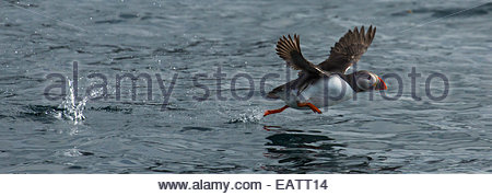 Seitlicher Blick auf ein Papageitaucher ausziehen aus dem Wasser. Stockfoto