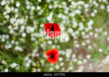 Nahaufnahme der Mohnblume schoss direkt über Blumen-Gänseblümchen Stockfoto