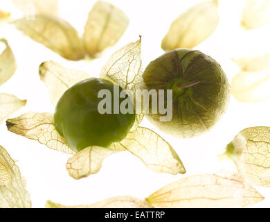 Tomatillos auf weißem Hintergrund Stockfoto