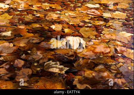 Erdige Autumn Leaves schwimmt auf der Oberfläche eines Teiches verworfen. Stockfoto