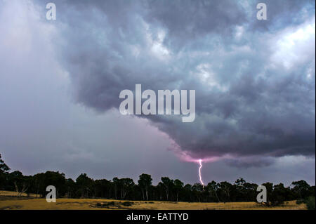Bei Gewitter kann Blitze Brände in Eukalyptuswäldern beginnen. Stockfoto