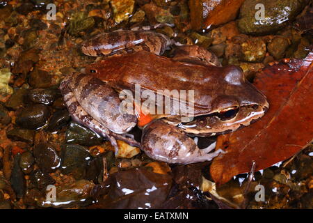 Eine rauchige Dschungel Frosch, Leptodactylus Pentadactylus, Hiden unter Laub. Stockfoto