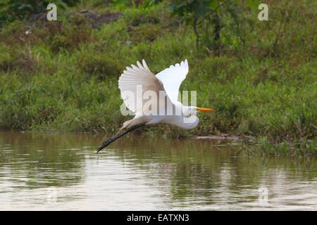 Ein Silberreiher, Ardea Alba, Tiefflug über den Tarcoles Fluss. Stockfoto