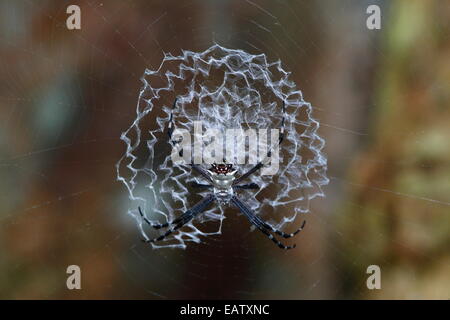 Ein Orb Weaver Spider, Wespenspinne Savignyi, in der Mitte des Spinngewebe. Stockfoto