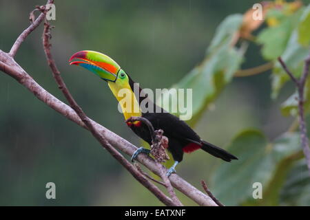 Ein Kiel-billed Tukan, Ramphastos Sulfuratus, Anrufe aus einem Ast im Regen. Stockfoto