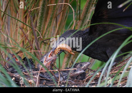 Ein Groove-billed Ani, Crotophaga Sucirostris, Fütterung der Küken. Stockfoto