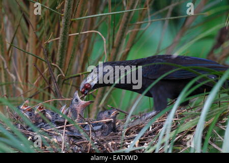 Ein Groove-billed Ani, Crotophaga Sucirostris, Fütterung der Küken. Stockfoto