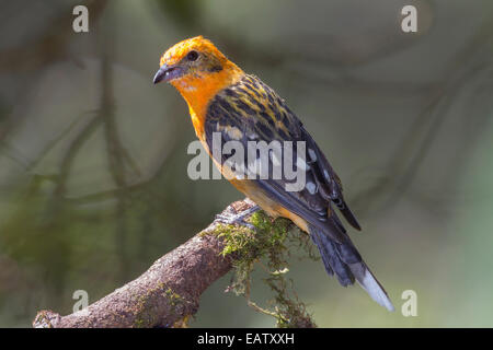 Porträt einer Flamme-farbige Voegel, Piranga Bidentata. Stockfoto