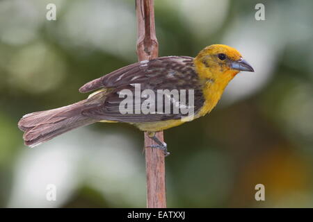 Porträt einer Flamme-farbige Voegel, Piranga Bidentata. Stockfoto