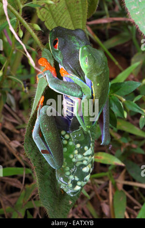 Ein paar rotäugigen Laubfrösche in Amplexus; Weibchen Eier. Stockfoto
