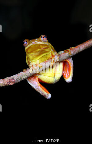 Ein Mahagoni Laubfrosch, Tlalocohyla Loquax, thront auf einem Ast. Stockfoto