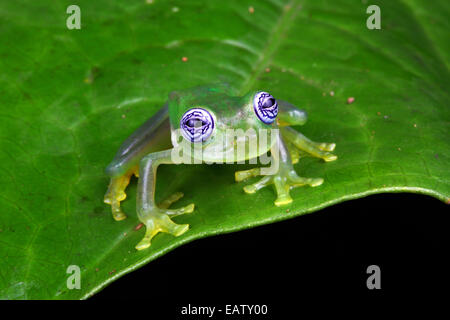 Ein Gespenst Glas Frosch, Sachatamia Ilex, sitzt auf einem Blatt. Stockfoto
