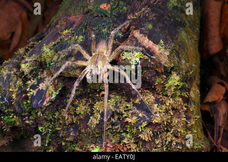 Die brasilianische wandering Spinne ist giftig und gefährlichsten der Welt. Stockfoto