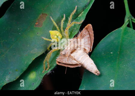 Nahaufnahme von einer Fütterung auf eine Motte Krabbenspinne. Stockfoto