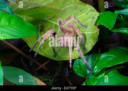 Die brasilianische wandering Spinne ist die Welt giftig und tödlich. Stockfoto