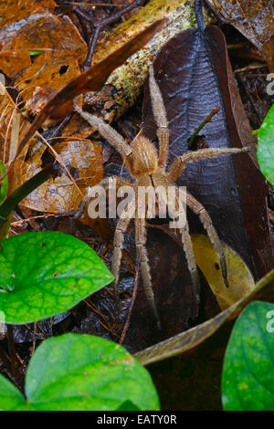 Die brasilianische wandering Spinne ist die Welt giftig und tödlich. Stockfoto