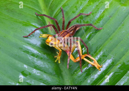 Eine wandernde Spinne Cupiennius Getazi mit Sanduhr Laubfrosch, Hyla Ebrecattus zum Opfer. Stockfoto