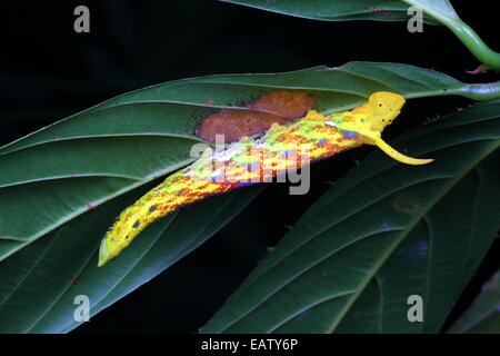 Eine bunte Sphinx Motte Raupe versteckt auf der Unterseite eines Blattes. Stockfoto